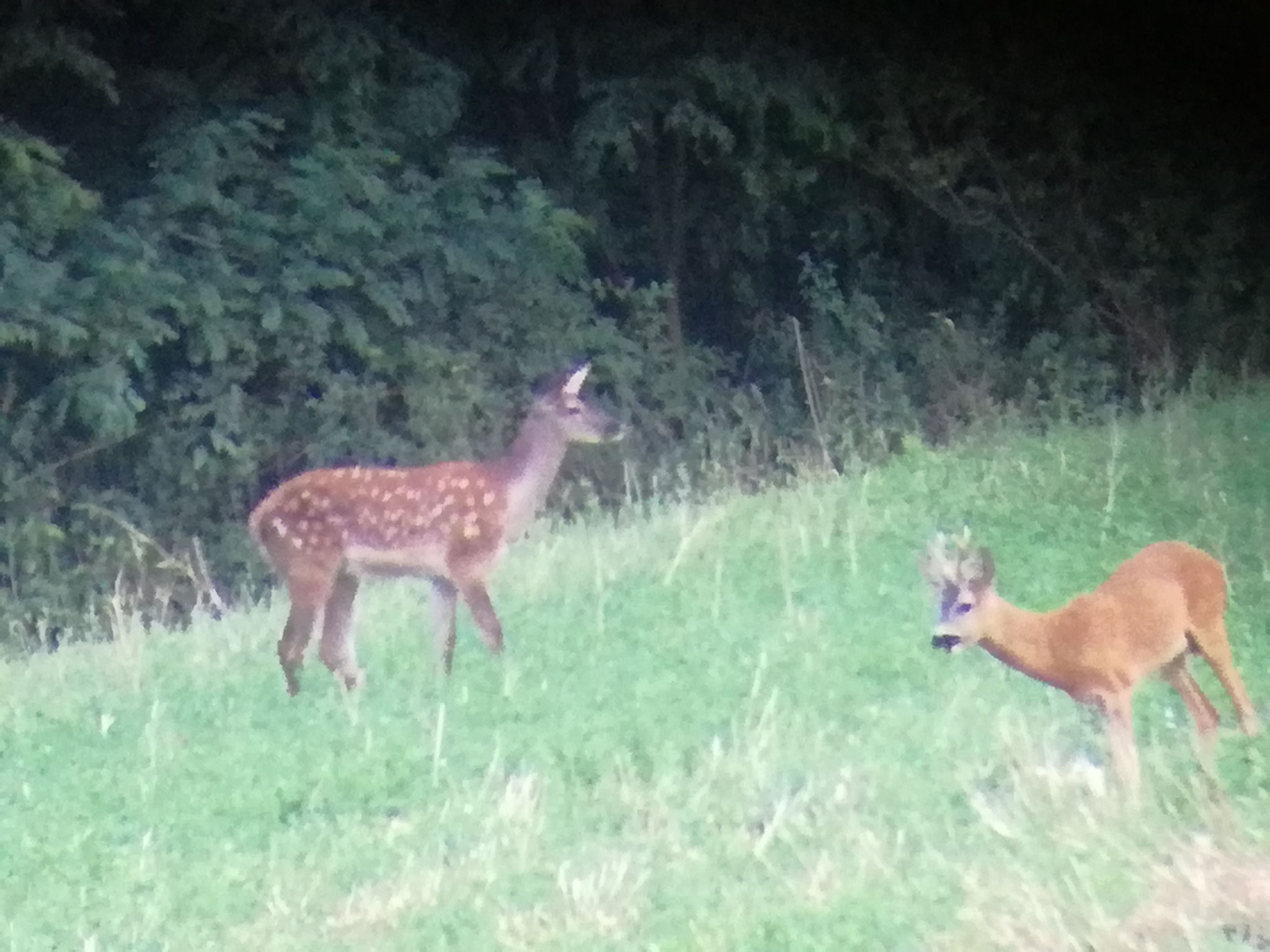 Wild aus der Natur