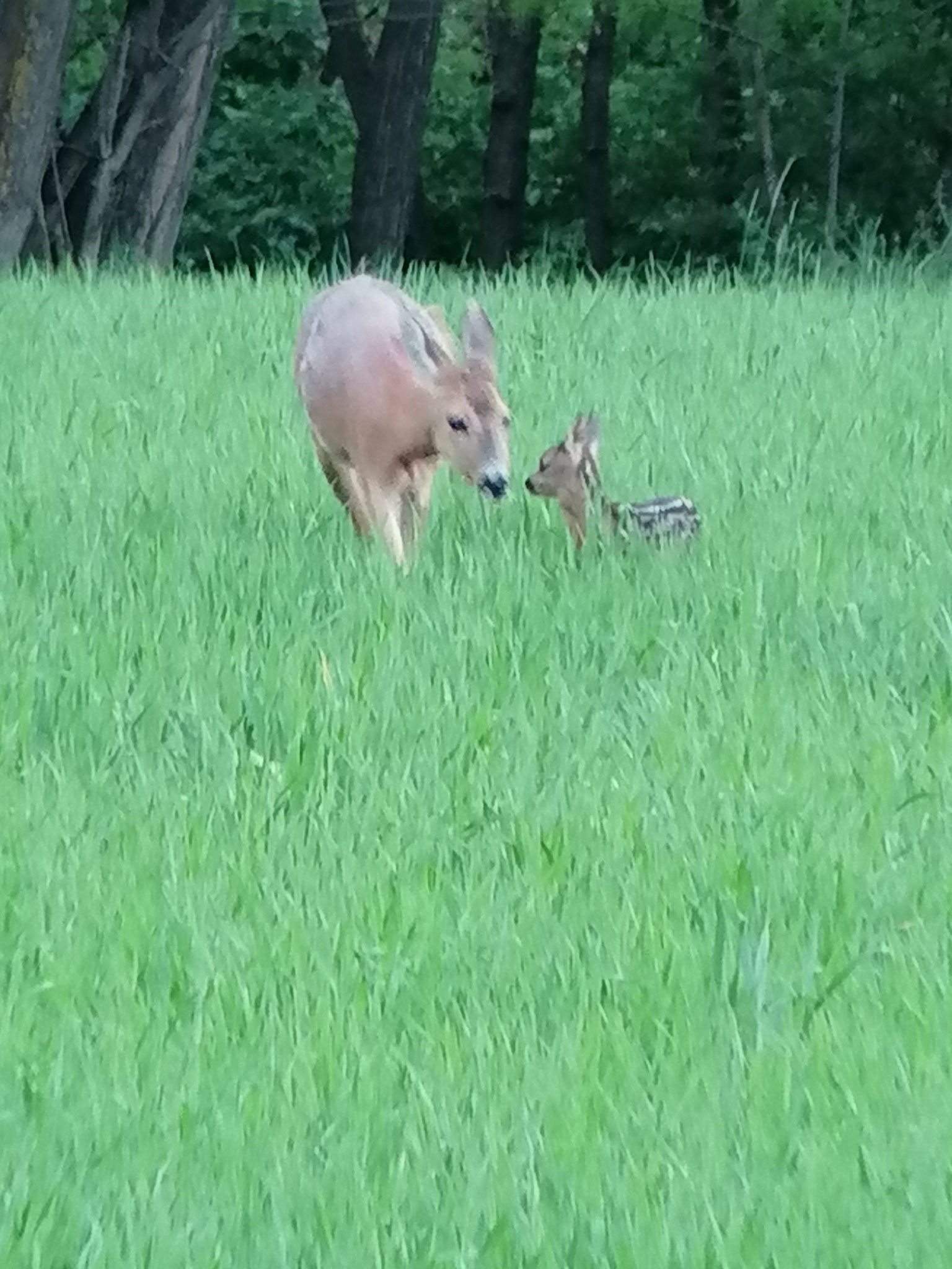 Wildbret